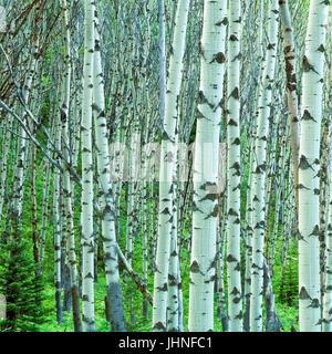 Aspen Stämme im centennial-Tal in der Nähe von Lakeview, montana Stockfoto