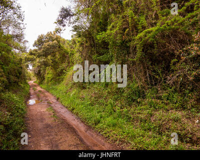 Schmutzige Straße bei Serra da Bocaina, São Paulo Stockfoto