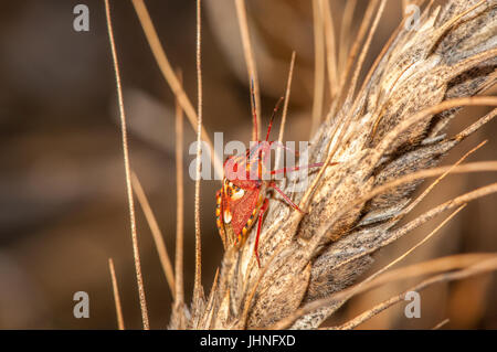 ein Heteropter (Carpocoris Purpureipennis) auf der Oberseite eine Getreidesaatgut Stockfoto
