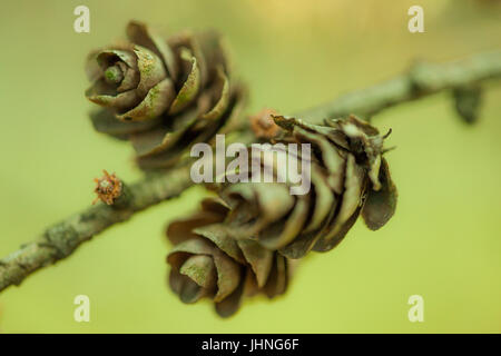 Rustikale Bilder von Tannenzapfen im Herbst Stockfoto