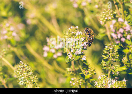 Horizontale Foto der einzelnen Biene die Blume im Garten thront. Das Insekt sitzt auf grüne Thymian Pflanze mit schönen kleinen rosa Blüten. Der Bug-col Stockfoto