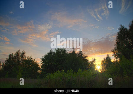 Skyline von Wiese und Bäumen. Sommer Sonnenuntergang. Stockfoto