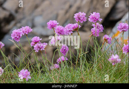 Meer Sparsamkeit (Armeria Maritima) in voller Blüte auf der Steilküste Cornwalls.  Magenya und rosa Blüten sind Staubblätter mit Pollen beladen. Gegen eine roc Stockfoto