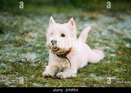 Glücklich West Highland White Terrier - Westie, Westy Hund spielen im Herbst Rasen. Stockfoto