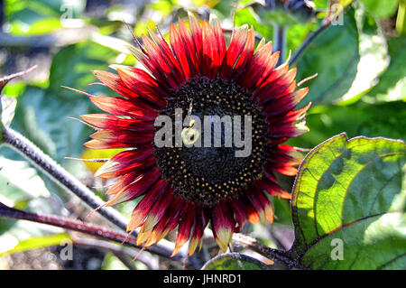 Biene auf Sonnenblumen kümmert sich Bee-Geschäft. Stockfoto