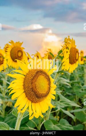 Von Sonnenblumenfeld in voller Blüte schließen in Alabama, USA. Stockfoto