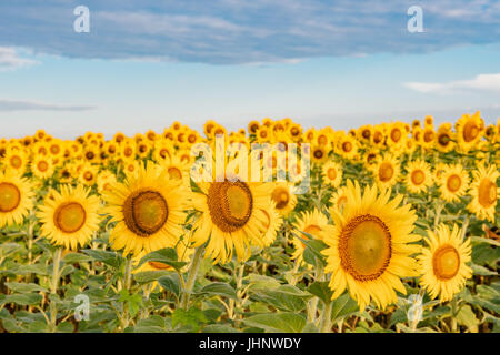 Sonnenblumenfeld in voller Blüte in Autauga County Alabama, USA. Stockfoto