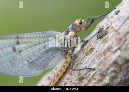 Eintagsfliege Stockfoto