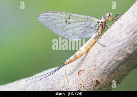 Eintagsfliege Stockfoto