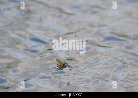 Eintagsfliege Stockfoto