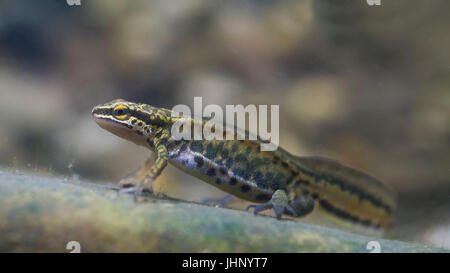 Palmate newt Stockfoto