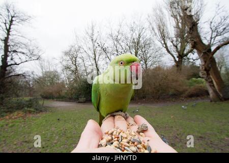 Ring necked parakeet werden von Hand gefüttert in London. Stockfoto