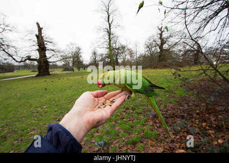 Ring necked parakeet werden von Hand gefüttert in London. Stockfoto