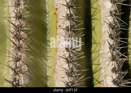 Phenix Arizona, USA, 2017, Kakteen mit Tieren Stockfoto