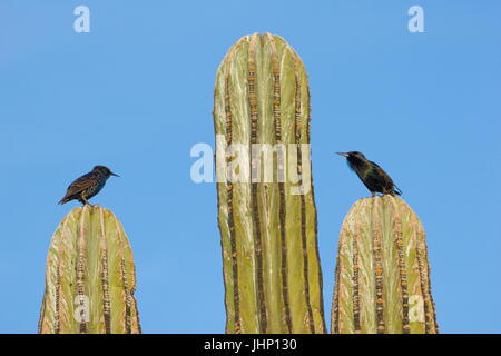 Phenix Arizona, USA, 2017, Kakteen mit Tieren Stockfoto