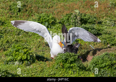 Europäische Silbermöwe (Larus Argentatus) Erwachsenen angreifen Papageitaucher (Fratercula Artica) für ihren Fang Sandaal auf Skokholm, Pembrokeshire, Stockfoto