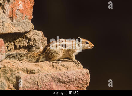 Northern Palm Eichhörnchen, (Funambulus pennantii), oder die 5-gestreiften Palm Eichhörnchen, sitzt auf Mauer, Keoladeo Ghana National Park, Rajasthan, Indien Stockfoto