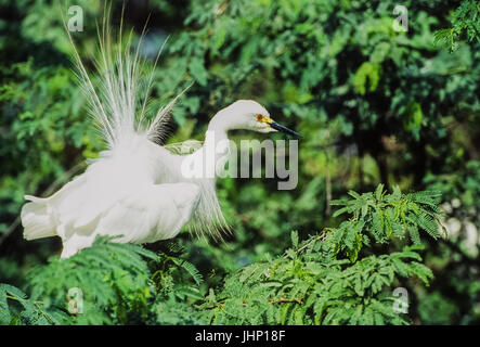 Intermediate Egret, (Ardea intermedia), anzeigen Zucht Gefieder Keoladeo Ghana National Park, Bharatpur, Rajasthan, Indien Stockfoto