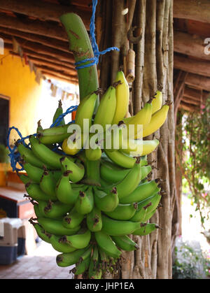 Aus, Cabo Corrientes, Jalisco, Mexiko Stockfoto