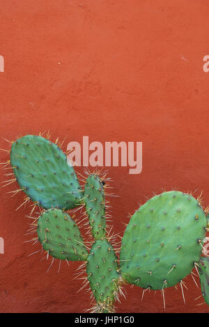 Aus, Cabo Corrientes, Jalisco, Mexiko Stockfoto