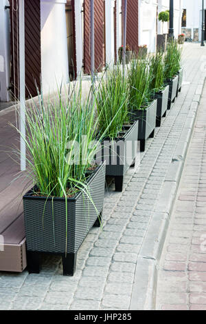 Töpfe mit Blumen auf dem Bürgersteig der Stadtstraße. Außendekoration mit Reihe von Blumentöpfen. Stockfoto