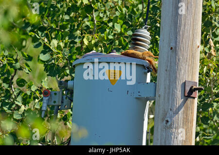 Eichhörnchen (Tamiasciurus hudsonicus) Tot einzelnen von elektrischen Transformator getötet, grössere Sudbury, Ontario, Kanada Stockfoto