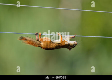 Eichhörnchen (Tamiasciurus hudsonicus) Klettern entlang Wäscheleine Bird Feeder, Greater Sudbury, Ontario, Kanada Stockfoto