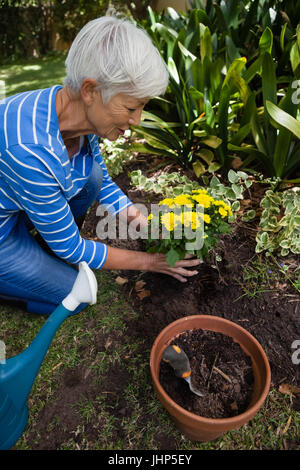 Erhöhte Ansicht senior Frau Einpflanzen gelbe Blumen im Garten Stockfoto