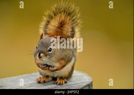 Eichhörnchen (Tamiasciurus hudsonicus) sitzt auf einem Deck Geländer, Greater Sudbury, Ontario, Kanada Stockfoto
