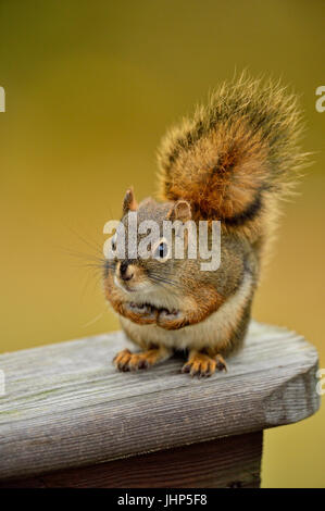 Eichhörnchen (Tamiasciurus hudsonicus) sitzt auf einem Deck Geländer, Greater Sudbury, Ontario, Kanada Stockfoto