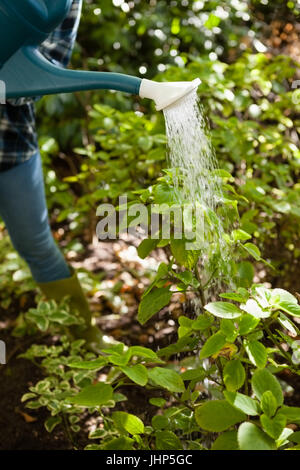 Bild der Frau, die Bewässerung von Pflanzen im Garten beschnitten Stockfoto