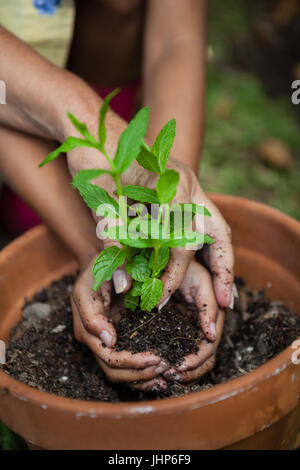 Hände des Mädchens und Großmutter Sämling im Topf im Garten Pflanzen beschnitten Stockfoto