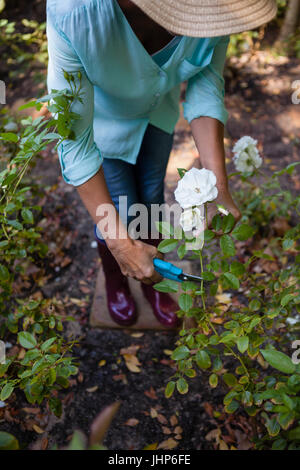 Geringer Teil der senior Frau schneiden Blumen mit Gartenscheren im Hinterhof Stockfoto