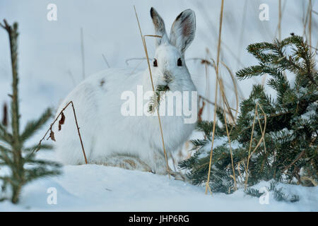 Variation/Schneeschuh-Hase (Lepus Americanus) Winter Fell. Ruhenden, größere Sudbury, Ontario, Kanada Stockfoto