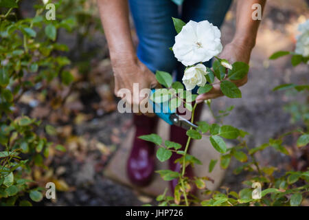 Geringer Teil der senior Frau trimmen weiße Blume Pflanze mit Gartenscheren im Hinterhof Stockfoto