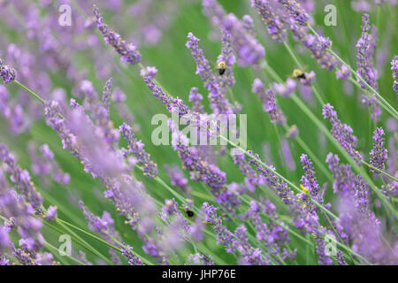 Detailbild des Lavendel mit Bienen auf einer Farm in Sag Harbor, New York Stockfoto