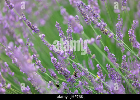 Detailbild des Lavendel mit Bienen auf einer Farm in Sag Harbor, New York Stockfoto