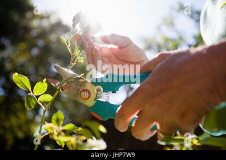 Nahaufnahme von senior Frauenbeschneidung Blütenstiel mit Gartenscheren im Hinterhof Stockfoto