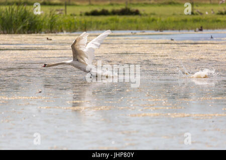 Höckerschwan Taking Off in Wasser mit Grass im Hintergrund. Stockfoto