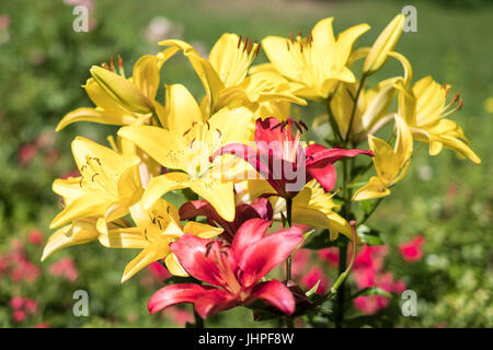 große gelbe Lilie Blumen - rote Lilie Blumen Stockfoto