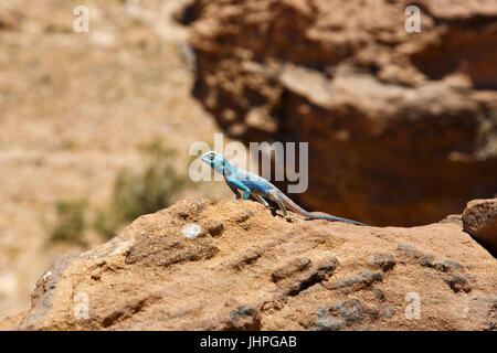 Blau Sinai Eidechse in Petra Stockfoto