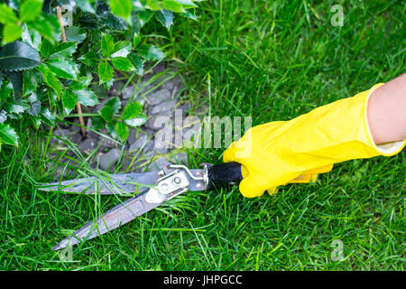 Scher Rasen mit einer Schere. Studio Photo Stockfoto