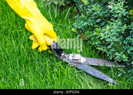 Scher Rasen mit einer Schere. Studio Photo Stockfoto