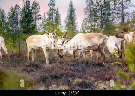 Wilde Rentiere. Diese Tiere sind bereits einige in der neutralen Zone der Russisch-norwegischen Grenze leben und brüten hier. Rückerstattung von Vorsicht und wilde Instinkte Stockfoto