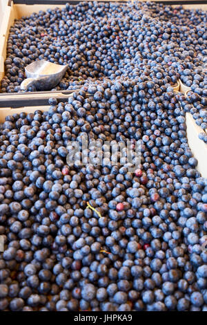 pralle große Heidelbeeren zum Verkauf auf lokalen Farmers market Stockfoto