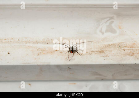 Redback Spider - Australien Stockfoto