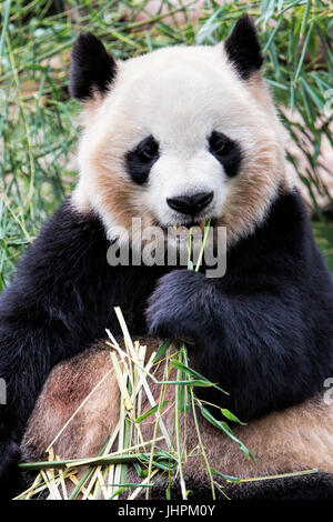 Erwachsenen riesigen Pandas Essen Bambus in Chengdu Research Base of Giant Panda Breeding, Chengdu, China Stockfoto