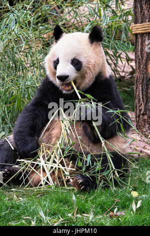 Erwachsenen riesigen Pandas Essen Bambus in Chengdu Research Base of Giant Panda Breeding, Chengdu, China Stockfoto