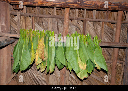 Tabakblätter trocknen in einem trocknen Schuppen in der Nähe von Vinalles in Kuba Stockfoto