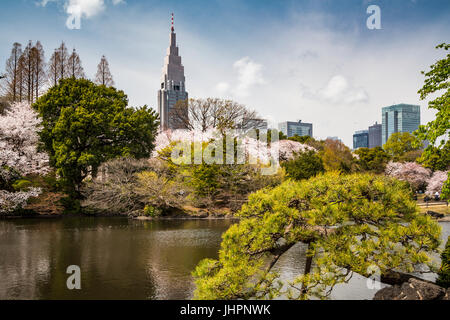 Sakura-Kirsche blüht rund um den See in die Gyōen Nationalgarten Shinjuku in Tokio, Japan, Asien. Stockfoto